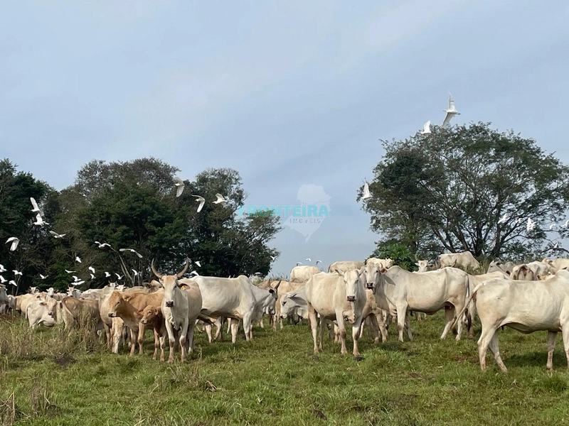 Fazenda de Porteira Fechada: 3ª foto da galeria de imagens do imóvel