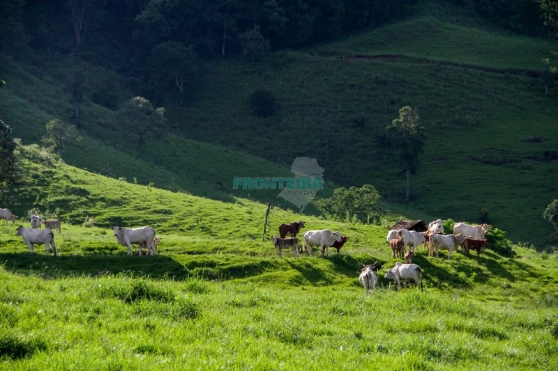 Fazenda Pecuaria de Corte: 15ª foto da galeria de imagens do imóvel