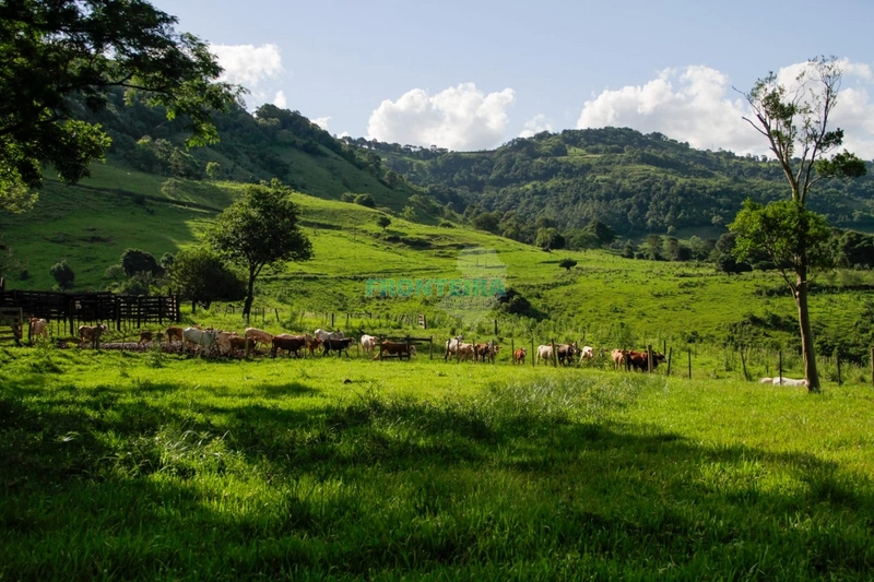 Fazenda Pecuaria de Corte: 23ª foto da galeria de imagens do imóvel