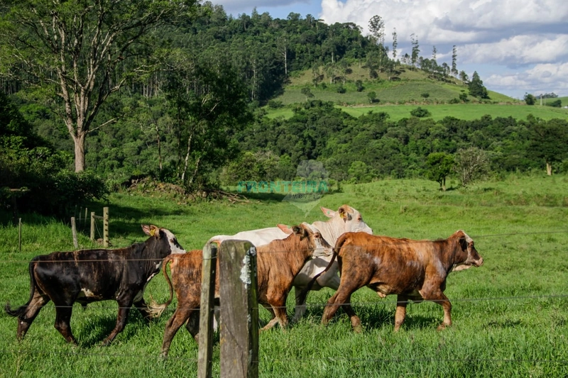 Fazenda Pecuaria de Corte: 16ª foto da galeria de imagens do imóvel