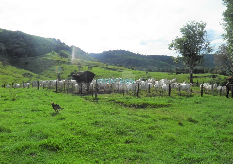 Fazenda Pecuaria de Corte: 2ª foto da galeria de imagens do imóvel