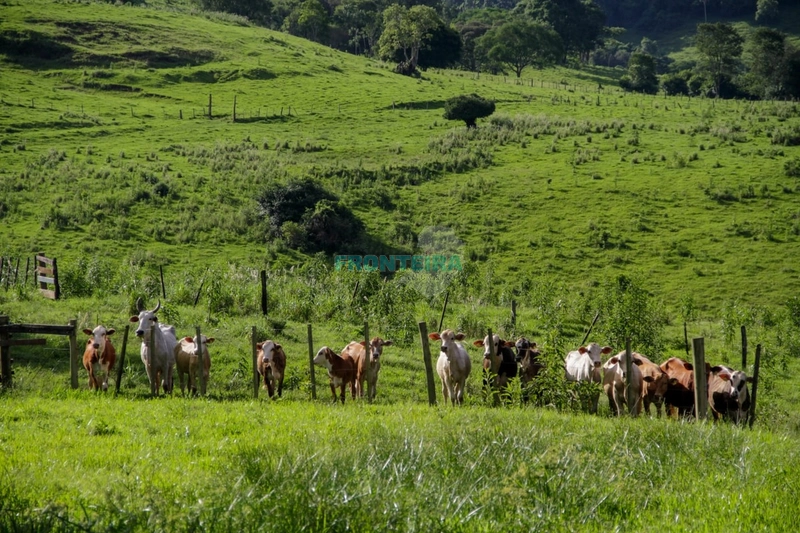 Fazenda Pecuaria de Corte: 14ª foto da galeria de imagens do imóvel