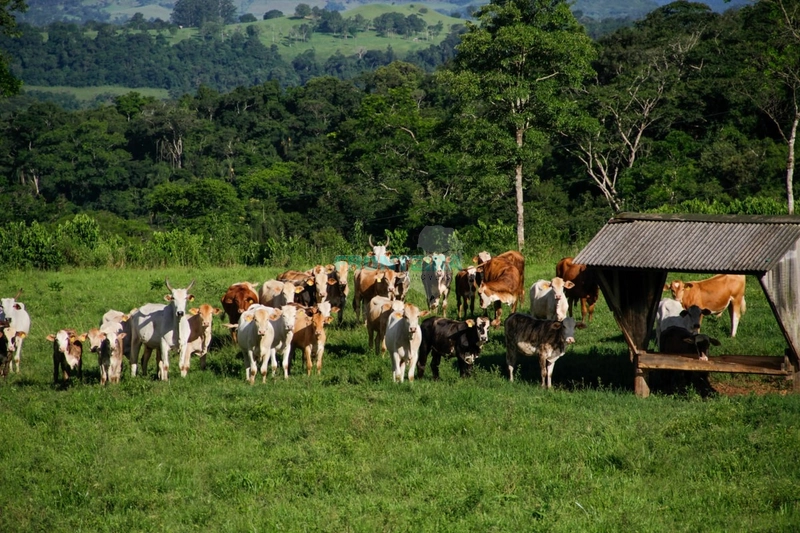 Fazenda Pecuaria de Corte: 13ª foto da galeria de imagens do imóvel