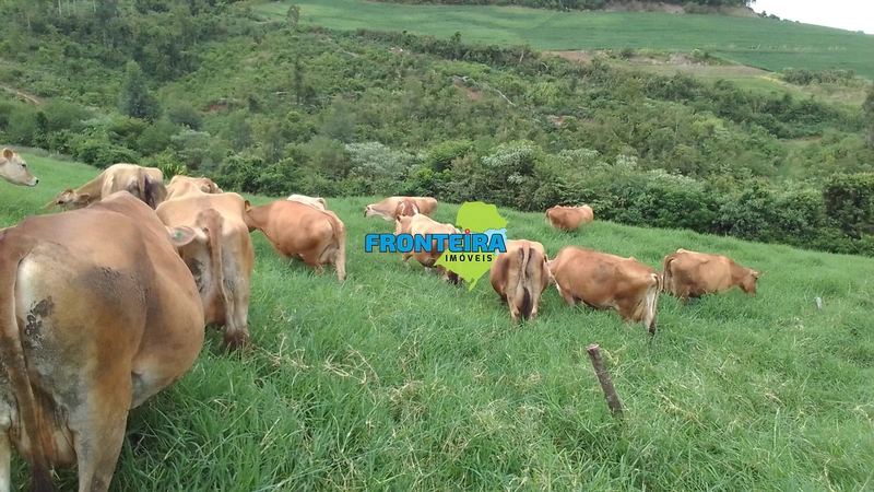 ÀREA RURAL - ATIVIDADE LEITEIRA: 9ª foto da galeria de imagens do imóvel