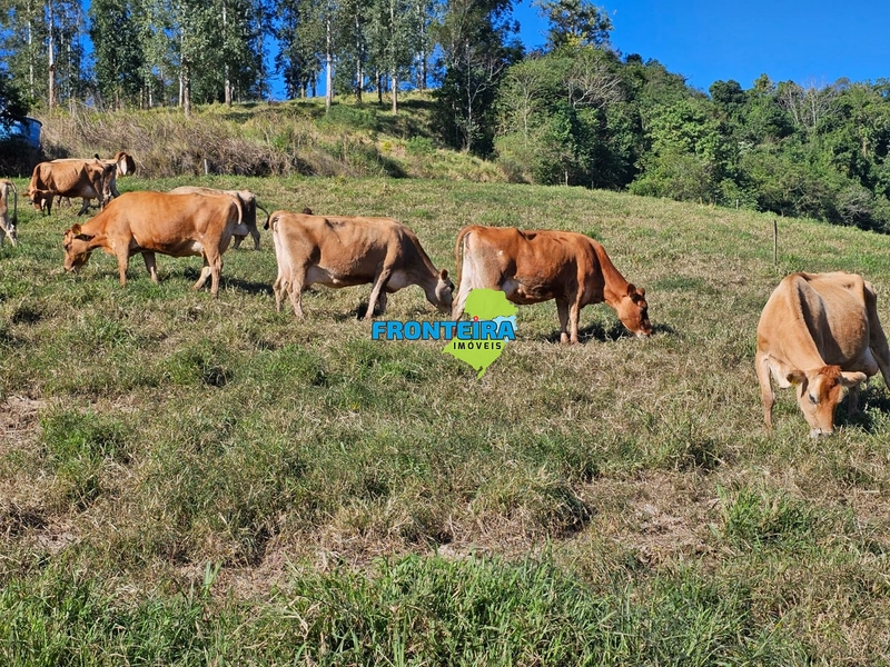 ÀREA RURAL - ATIVIDADE LEITEIRA: 11ª foto da galeria de imagens do imóvel