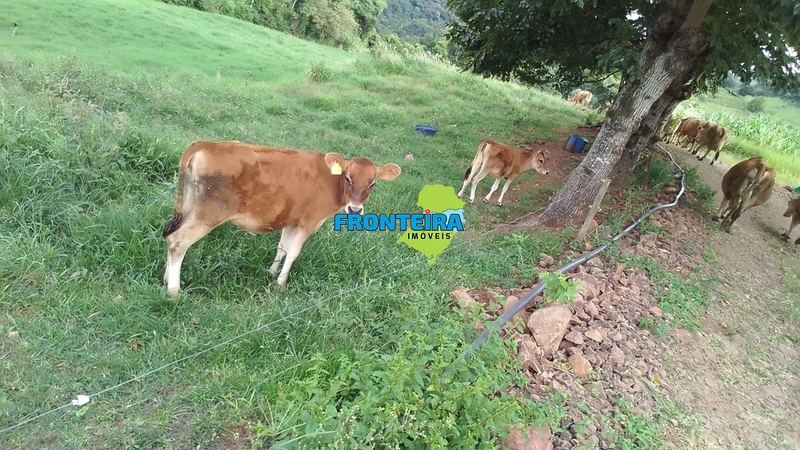 ÀREA RURAL - ATIVIDADE LEITEIRA: 10ª foto da galeria de imagens do imóvel