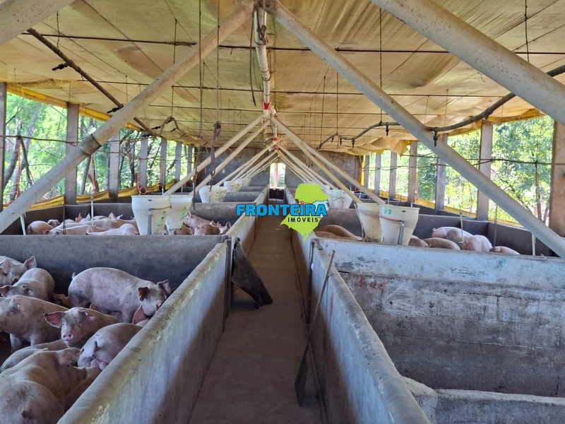 Ganja de Suinos: 12ª foto da galeria de imagens do imóvel