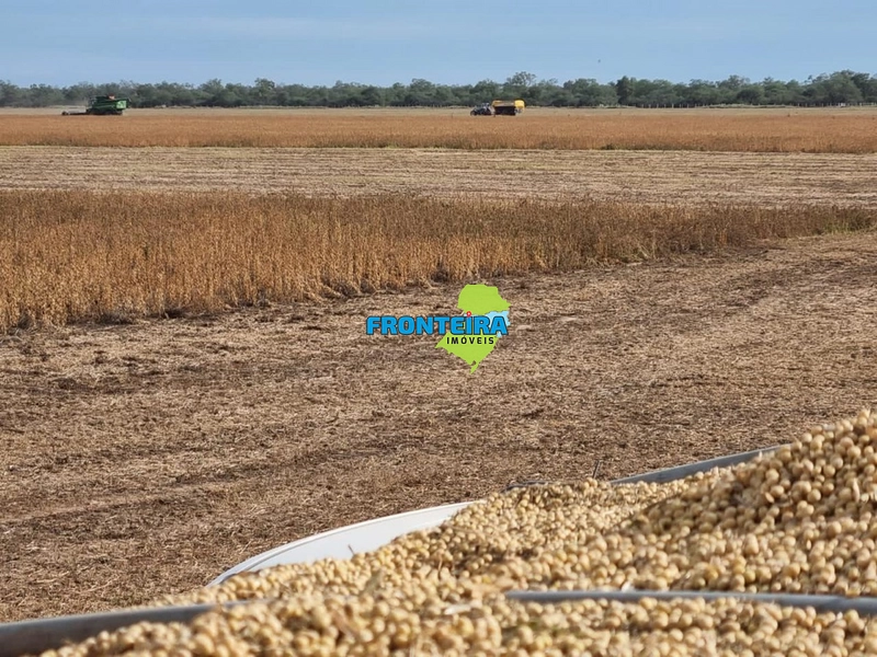 Fazenda no Chaco Paraguai: 37ª foto da galeria de imagens do imóvel
