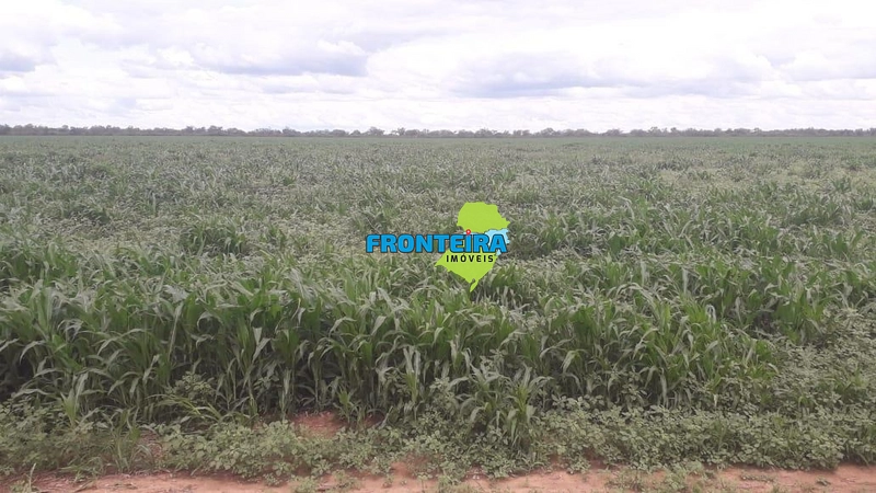 Fazenda no Chaco Paraguai: 8ª foto da galeria de imagens do imóvel