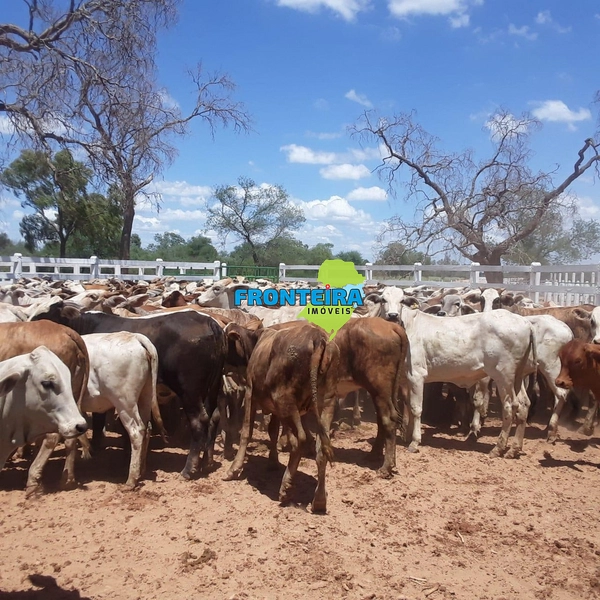 Fazenda no Chaco Paraguai: 32ª foto da galeria de imagens do imóvel