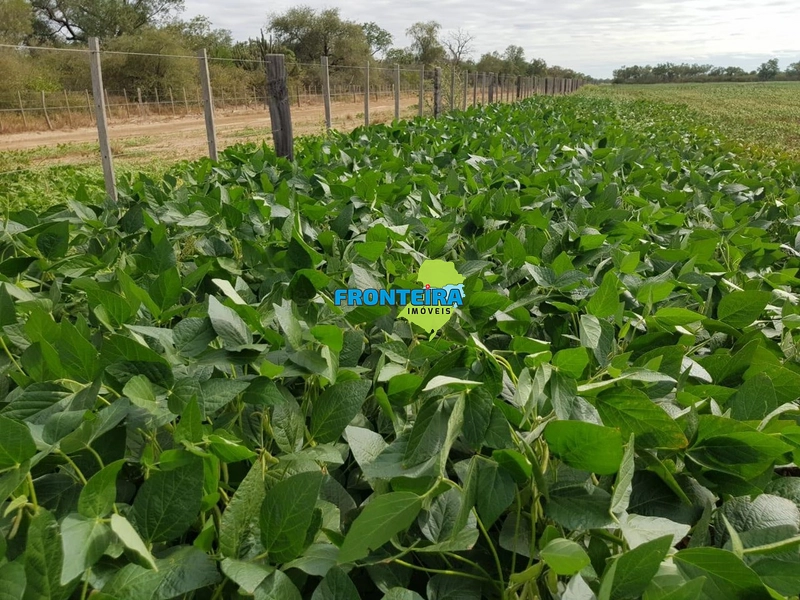 Fazenda no Chaco Paraguai: 25ª foto da galeria de imagens do imóvel