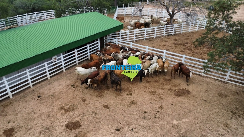 Fazenda no Chaco Paraguai: 24ª foto da galeria de imagens do imóvel