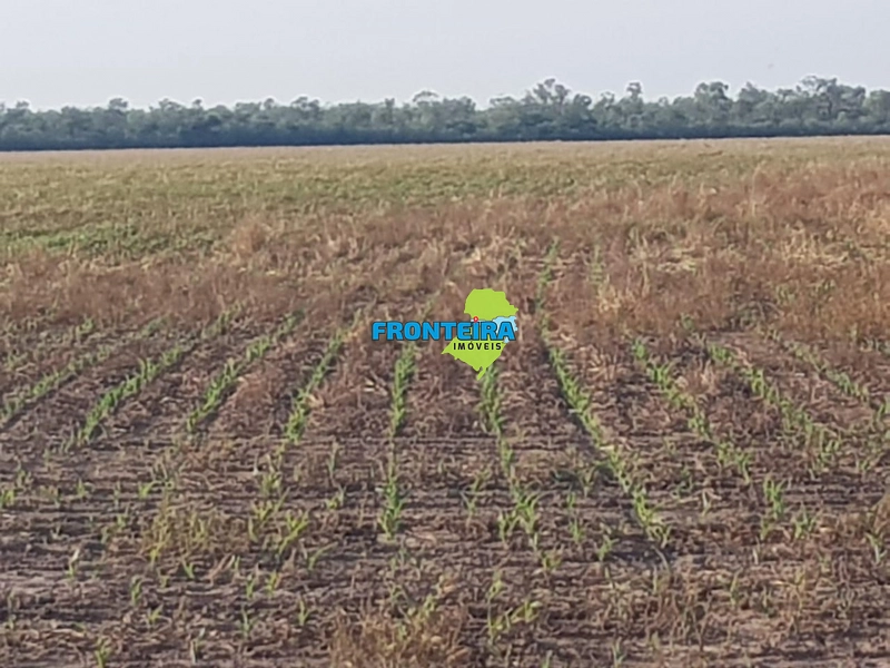 Fazenda no Chaco Paraguai: 12ª foto da galeria de imagens do imóvel