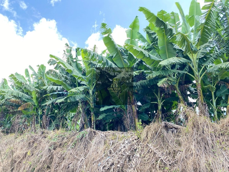 ÁREA DE 8,7 HECTARES PARA PLANTIO: 5ª foto da galeria de imagens do imóvel