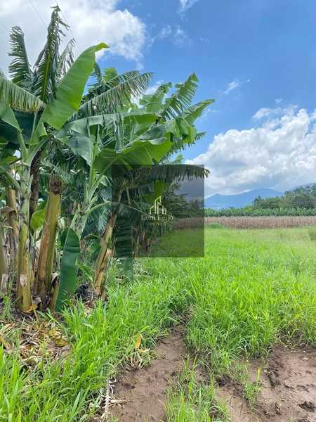 ÁREA DE 8,7 HECTARES PARA PLANTIO: 20ª foto da galeria de imagens do imóvel