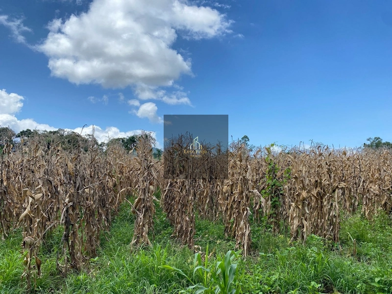 ÁREA DE 8,7 HECTARES PARA PLANTIO: 15ª foto da galeria de imagens do imóvel