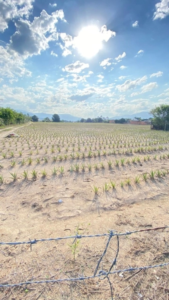 ÁREA DE TERRAS 1 HECTARE: 5ª foto da galeria de imagens do imóvel