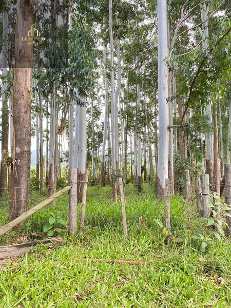 LINDA FAZENDA EM TRÊS CACHOEIRAS: 19ª foto da galeria de imagens do imóvel
