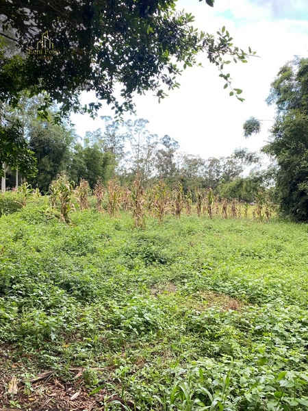 LINDA FAZENDA EM TRÊS CACHOEIRAS: 28ª foto da galeria de imagens do imóvel