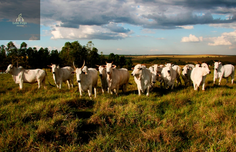 LINDA FAZENDA EM TRÊS CACHOEIRAS: 1ª foto da galeria de imagens do imóvel