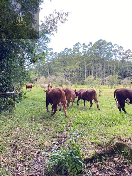 LINDA FAZENDA EM TRÊS CACHOEIRAS: 20ª foto da galeria de imagens do imóvel
