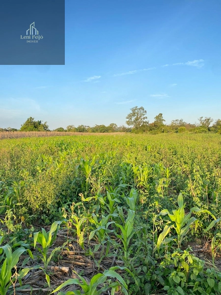 ÁREA PLANTIO TRÊS FORQUILHAS: 1ª foto da galeria de imagens do imóvel