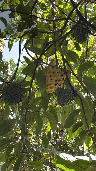 CASA DE CAMPO BOA VISTA: 7ª foto da galeria de imagens do imóvel