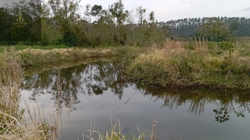 ÁREA PRODUTIVA DE 13 HECTARES: 9ª foto da galeria de imagens do imóvel