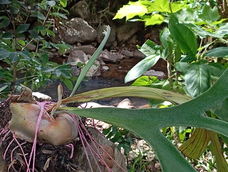 CASA EM ITATI: 9ª foto da galeria de imagens do imóvel