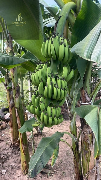 SÍTIO URBANO: 9ª foto da galeria de imagens do imóvel