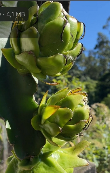 SÍTIO URBANO: 8ª foto da galeria de imagens do imóvel