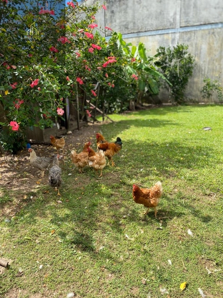 CASA BELA VISTA: 17ª foto da galeria de imagens do imóvel