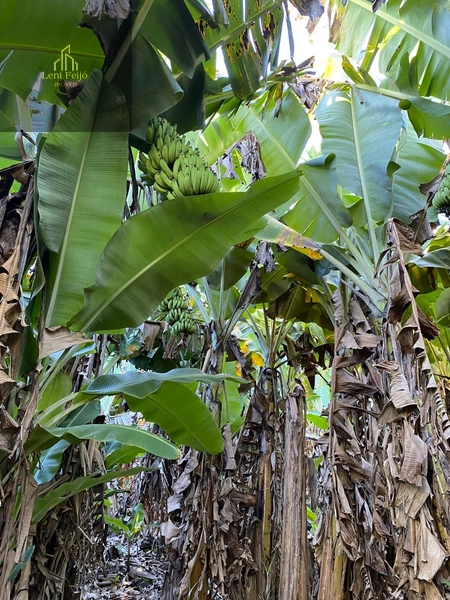 Área rural 10,7ha com casa e bananal perto do centro: 6ª foto da galeria de imagens do imóvel