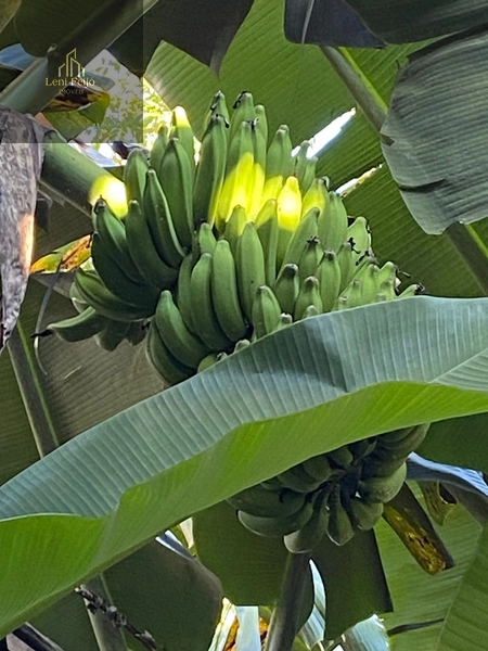 Área rural 10,7ha com casa e bananal perto do centro: 4ª foto da galeria de imagens do imóvel