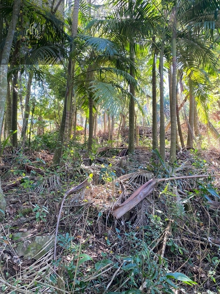 Terreno de 20x50 na Rua das Bananeiras, em Três Forquilhas: 3ª foto da galeria de imagens do imóvel